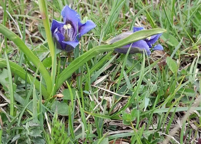 Apartmán Haus Weissbacher *