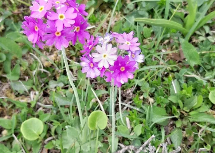 Apartmán Haus Weissbacher Wildschoenau