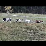 Haus Weissbacher * Wildschoenau