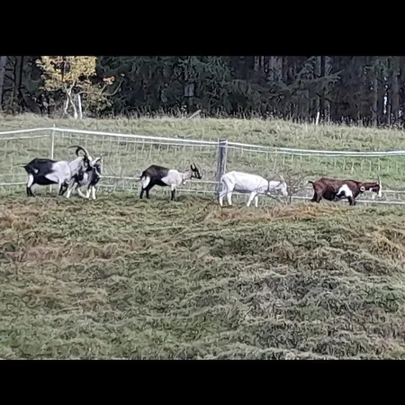 Haus Weissbacher * Wildschoenau